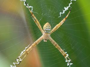 Argiope magnifica
