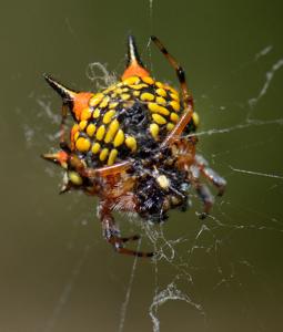 utils/thumbs/Araneidae/Austracantha_nD3NcFLBqXzrWMVCp8iBzb.jpg