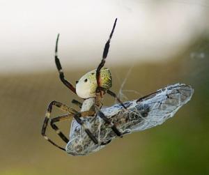 Cyrtophora moluccensis