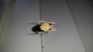 utils/thumbs/Araneidae/Eriophora_ER2A6zKWQqG36tqiD6N68T.jpg