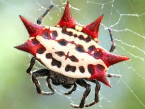 Gasteracantha cancriformis