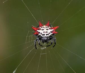 Gasteracantha cancriformis