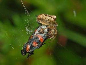 utils/thumbs/Araneidae/Gibbaranea_PCCvrHy8bEu3xGzgQiKpFR.jpg