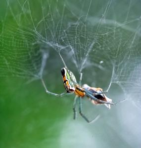 utils/thumbs/Araneidae/Mecynogea_fTXo7KPUMAAj96Buw9s2Mn.jpg