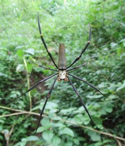 Nephila pilipes