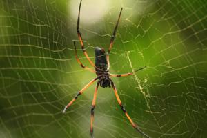Nephila inaurata