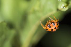 Paraplectana tsushimensis
