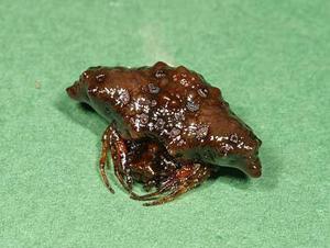 utils/thumbs/Araneidae/Pasilobus_khvBuSNaUSGSitP9goeS8o.jpg