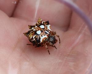 Thelacantha brevispina