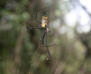 Trichonephila fenestrata