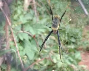 Trichonephila fenestrata
