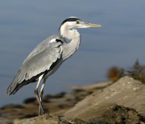 Ardea cinerea