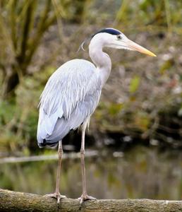 Ardea cinerea
