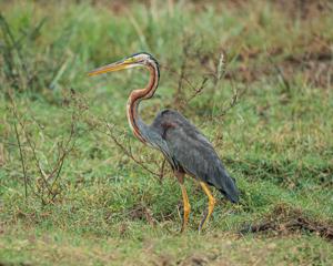 Ardea purpurea