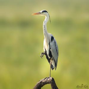 Ardea cinerea
