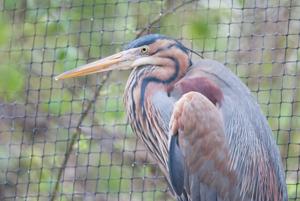 Ardea purpurea