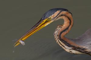 Ardea purpurea