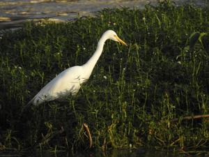 Ardea intermedia intermedia