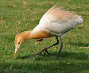 utils/thumbs/Ardeidae/Bubulcus_2itELAZ8b6qavQjyWVnDou.jpg