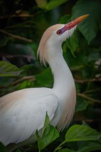 Bubulcus ibis