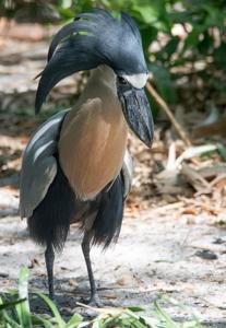 Cochlearius cochlearius
