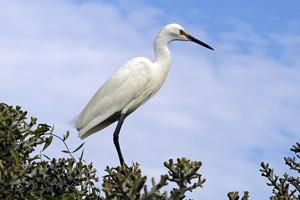 Egretta dimorpha