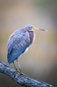 Egretta tricolor