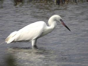 Egretta rufescens