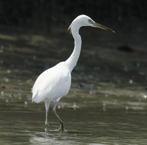 Egretta eulophotes