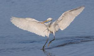 Egretta eulophotes