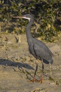 Egretta gularis