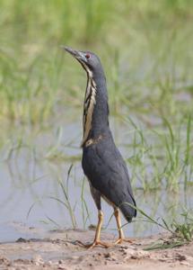 Ixobrychus sturmii