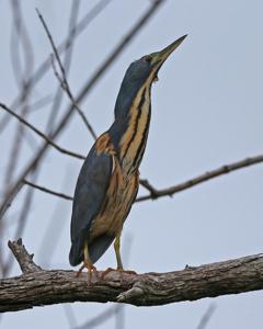 Ixobrychus sturmii