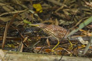 Ixobrychus eurhythmus