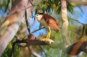 Nycticorax nycticorax hoactli