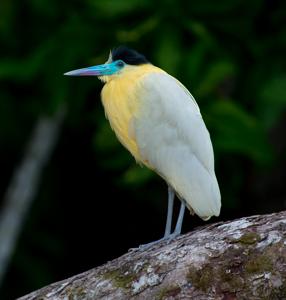 Pilherodius pileatus