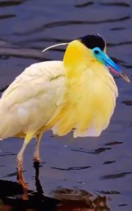 utils/thumbs/Ardeidae/Pilherodius_SQKNUhvaiXbLwYckftoaBd.jpg