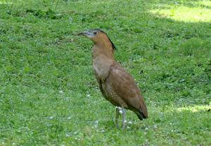 Gorsachius melanolophus