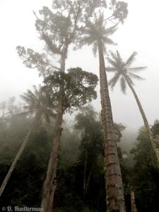 Ceroxylon quindiuense