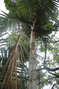 utils/thumbs/Arecaceae/Ceroxylon_fnBgG4XByeQmRBd2remDGH.jpg