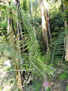 Ceroxylon parvifrons