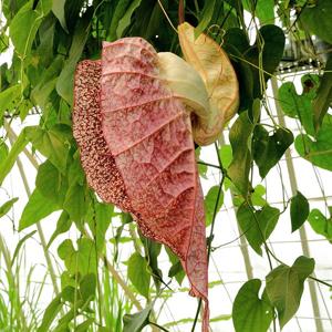 Aristolochia grandiflora