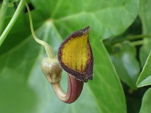 Aristolochia sempervirens