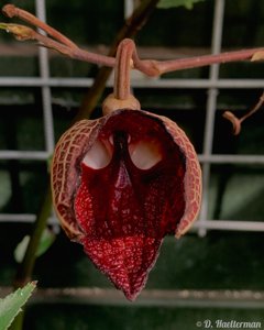 Aristolochia salvadorensis