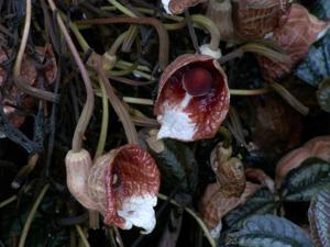 Aristolochia arborea
