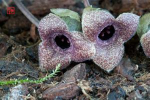 Asarum taipingshanianum