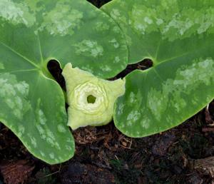 Asarum asaroides