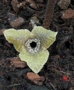 utils/thumbs/Aristolochiaceae/Asarum_VfDnYURjB5M8Na9YuWnNaN.jpg