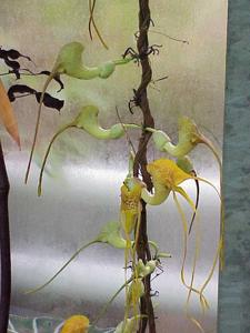 Pararistolochia promissa