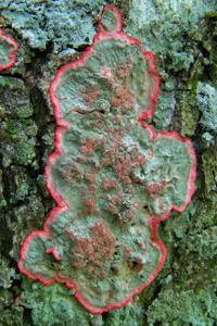 Cryptothecia rubrocincta